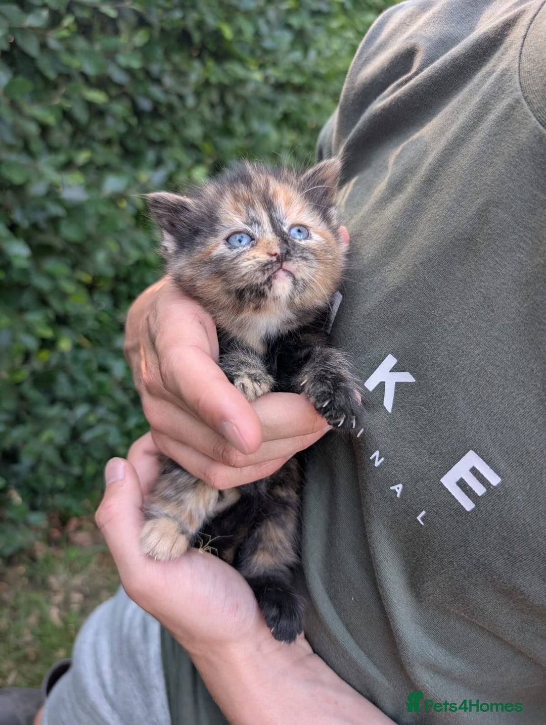 Mixed Breed cats for sale: FREE TO A GOOD HOME! adorable kittens for sale - Image 10