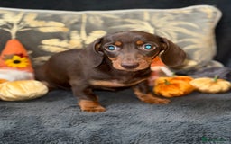 Miniature Dachshund dogs for sale: 🩷 Adorable Miniature Dachshund Puppies💙 - Image 3