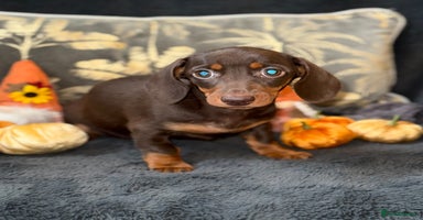 Miniature Dachshund dogs - Advert 4