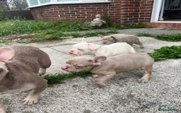 French Bulldog dogs for sale: 2 French bulldog pups.  1 boy & 1 girl.  - Image 3