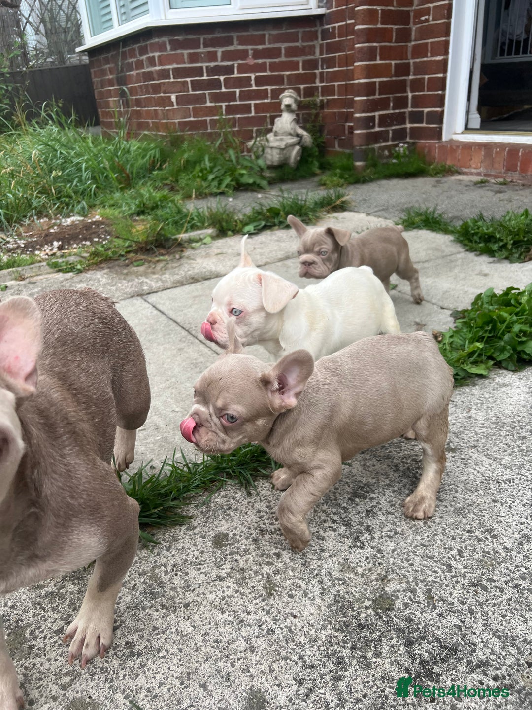 French Bulldog dogs for sale: 2 French bulldog pups.  1 boy & 1 girl.  - Image 3