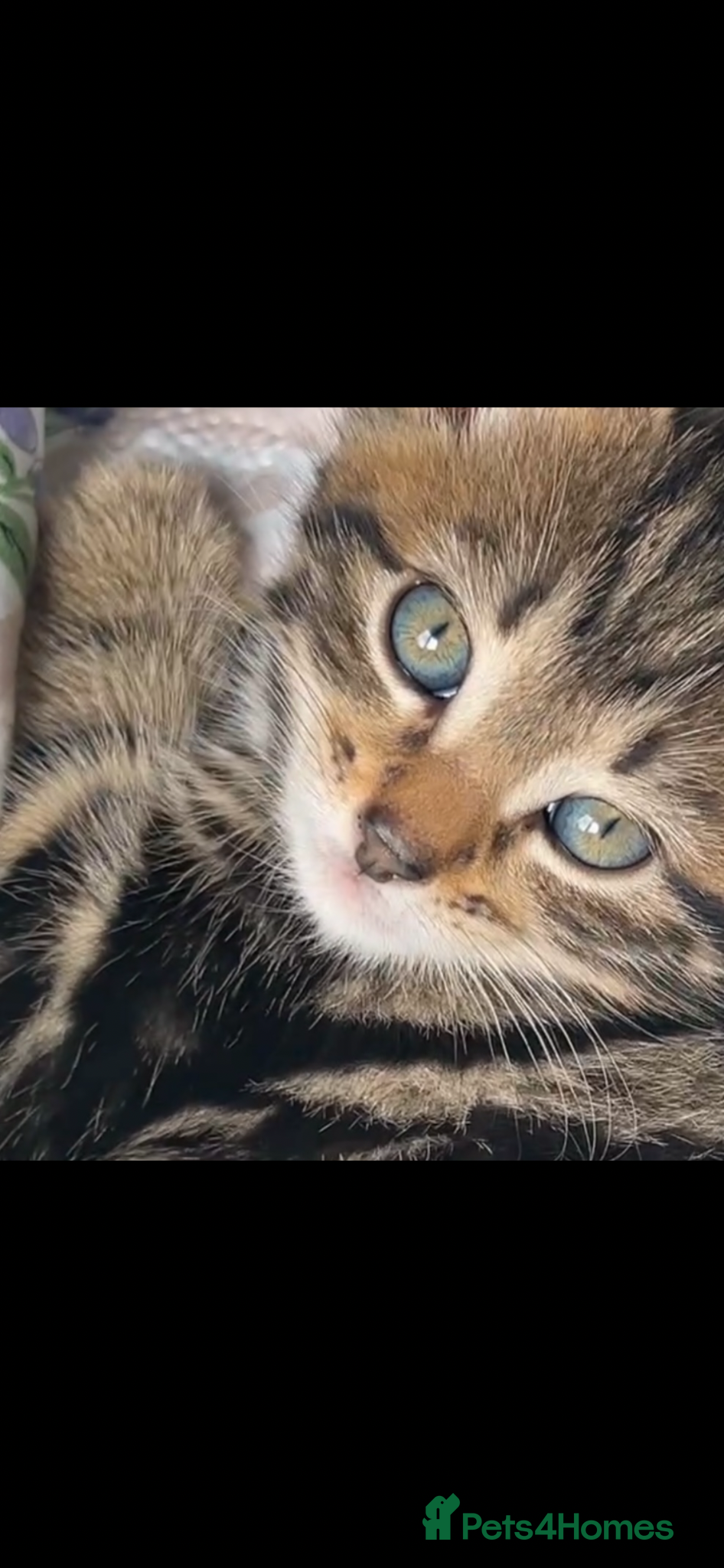 British Shorthair cats British Shorthair cross Kittens.Ready now.   - Advert 13