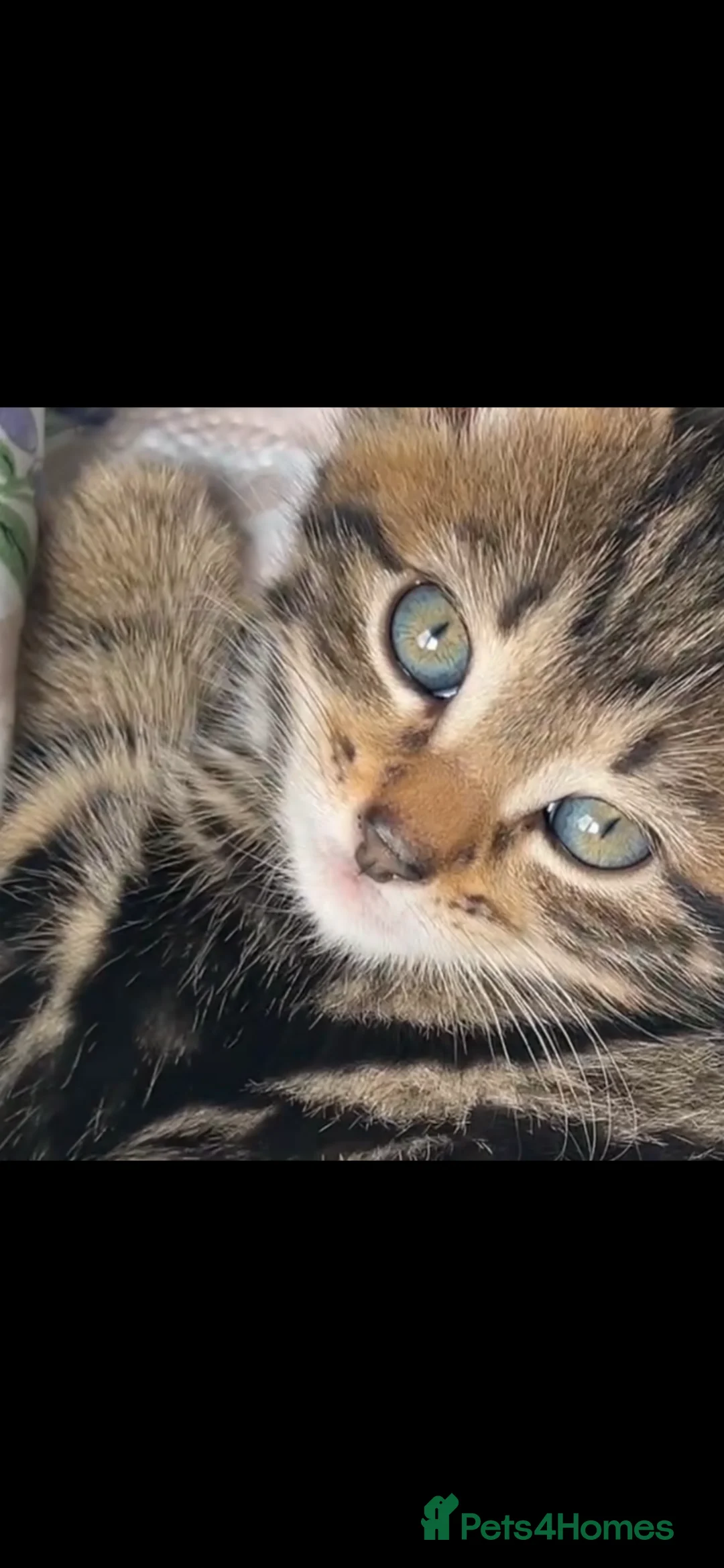 British Shorthair cats for sale: British Shorthair cross Kittens.Ready now.   - Advert 1