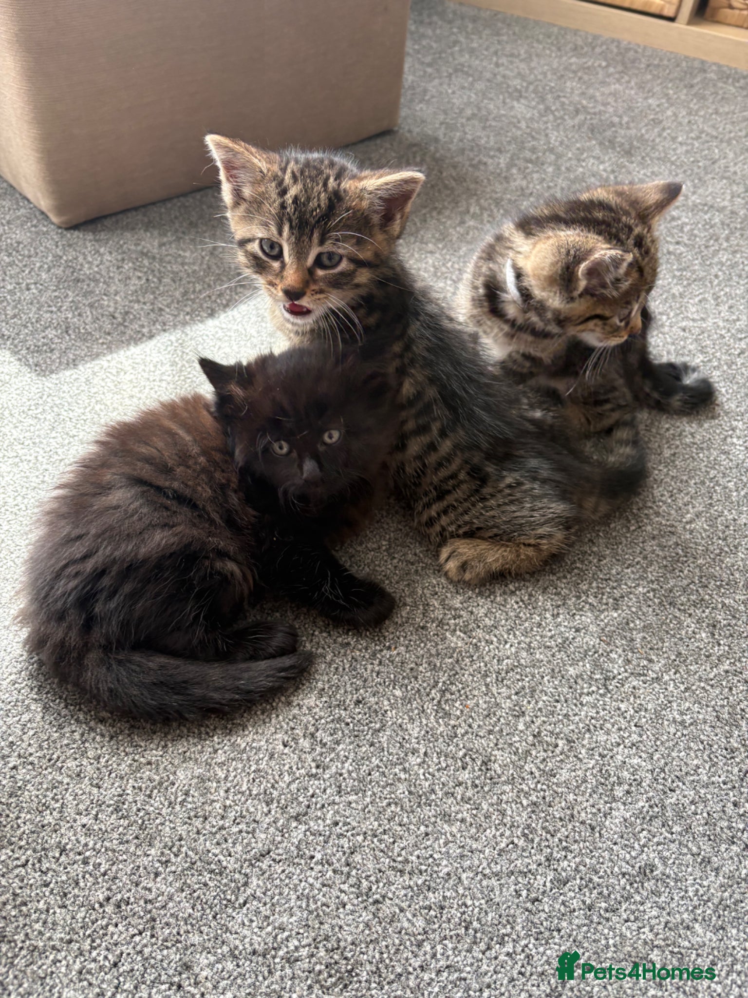 Mixed Breed cats 2 gorgeous tabby boys - Advert 1