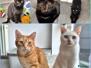 Mixed Breed cats 5 females for sale - Advert 3