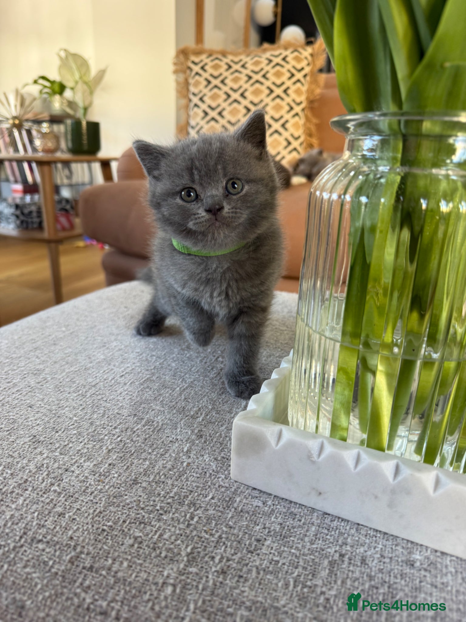 British Shorthair cats LAST 1 - Handsome Male British Shorthair kitten - Advert 10