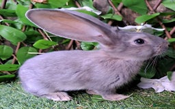 Continental Giant rabbits for sale: Continental Giant Babies  - Vaccinated - RESERVE  - Image 3