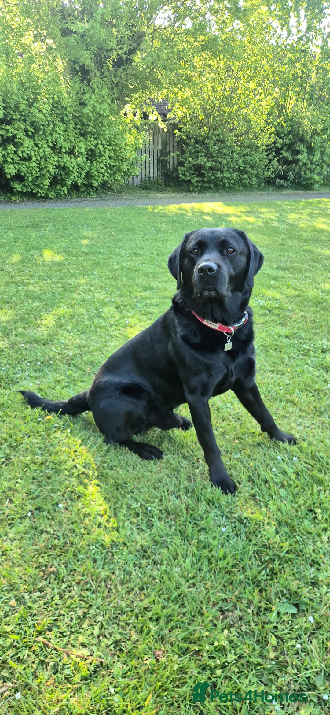 Labrador Retriever dogs for stud: Labrador Stud Available - Excellent Temperament - Advert 1