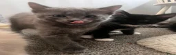 Mixed Breed cats for sale: 4 beautiful kittens looking for a loving home in Bromsgrove - Advert 11
