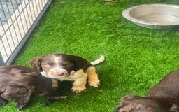 Cocker Spaniel dogs for sale: GORGEOUS WORKING COCKER SPANIEL  - Image 3