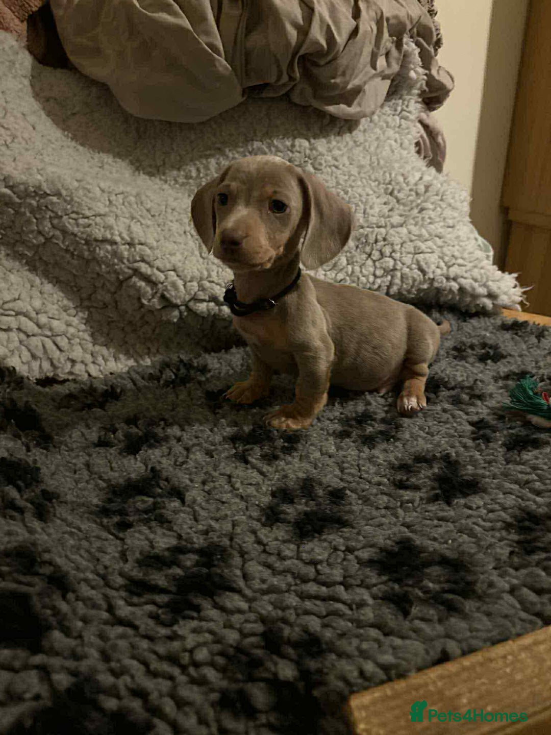 Miniature Dachshund dogs for sale: 6 adorable miniature dachshund  - Advert 5