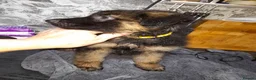German Shepherd dogs for sale: German shepherd pups - Advert 7