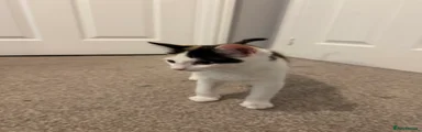 Kitten2