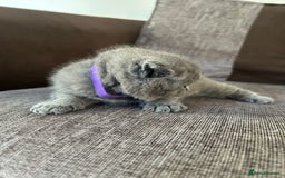 British Shorthair cats for sale: Beautiful Chunky Fluffy British Shorthair Kittens - Image 4