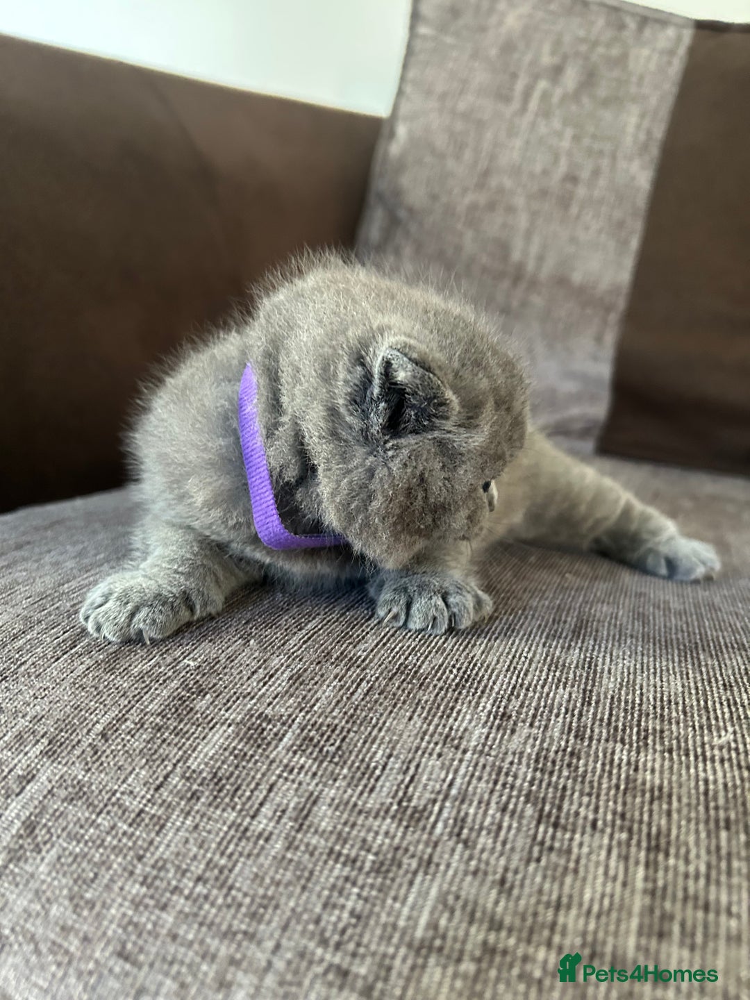 British Shorthair cats for sale: Beautiful Chunky Fluffy British Shorthair Kittens - Image 4