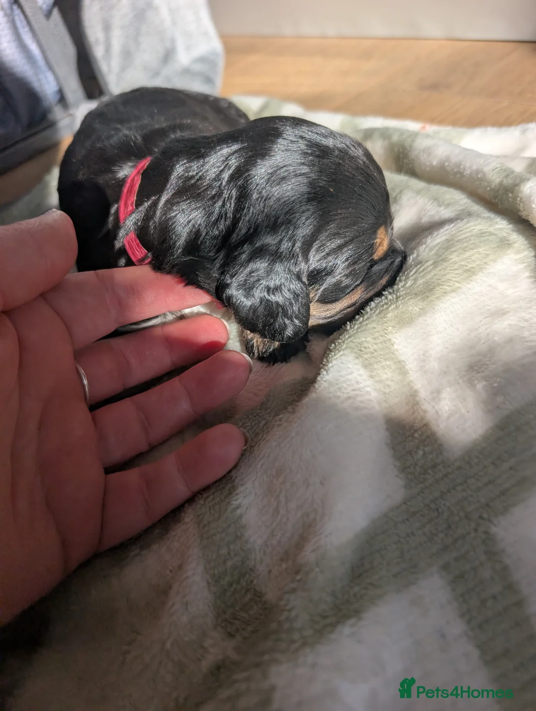 Cockapoo dogs for sale: Beautiful little of 5 Cockerpoos - Advert 20