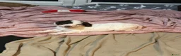 Mixed Breed dogs for sale: Sproodle puppies  - Advert 6