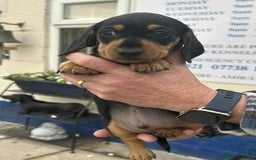 Miniature Dachshund dogs for sale: Miniature smooth haired dachshunds  - Image 23