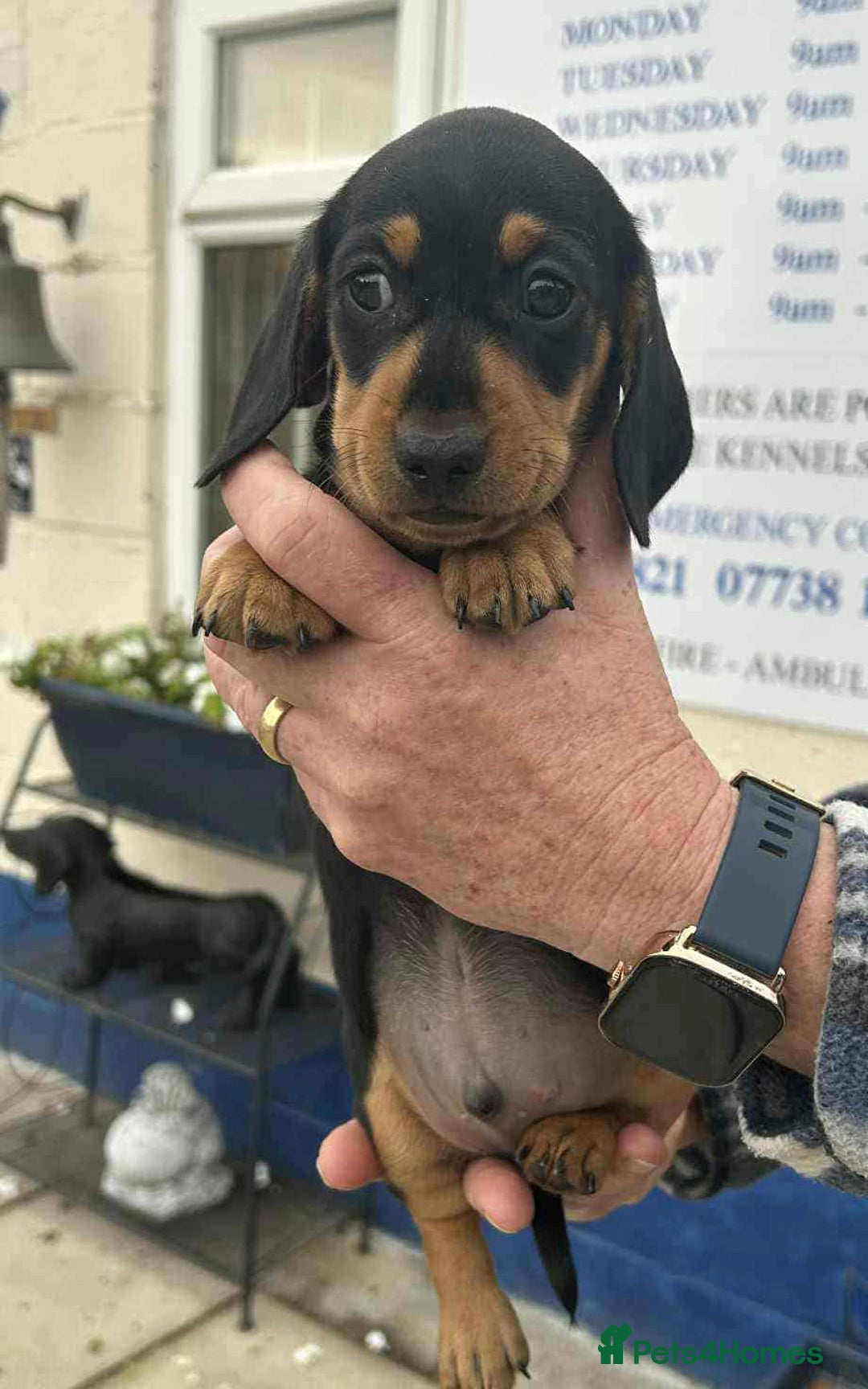 Miniature Dachshund dogs for sale: Miniature smooth haired dachshunds  - Image 23