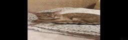 Savannah cats for sale: Beautiful Active male Savannah - Advert 3