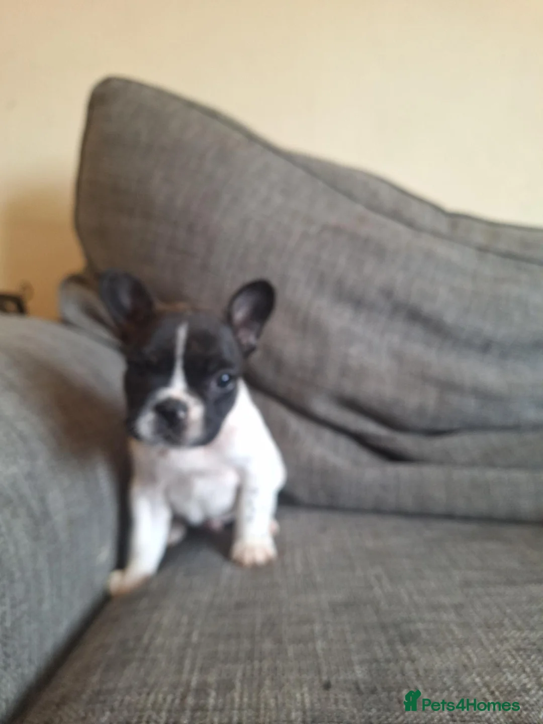 French Bulldog dogs for sale: French bulldogs  - Advert 15