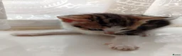 Mixed Breed cats for sale: 1 male and 1 female left - Advert 6