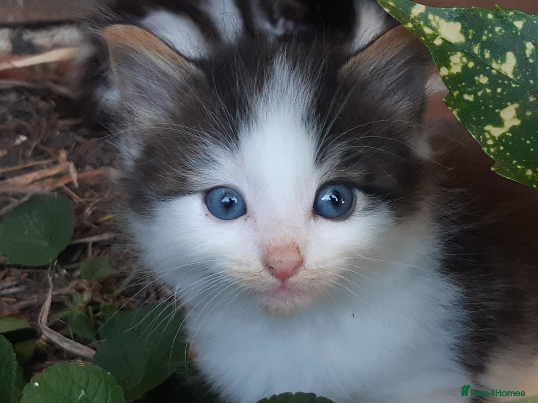 Mixed Breed cats for sale: 6 Kittens Available to take home today 😸  - Image 7