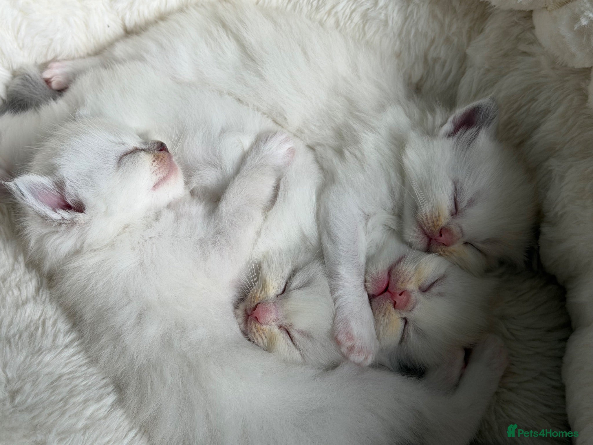 Ragdoll cats GCCF Registered Ragdoll kittens- 2 neutered boys - Advert 1