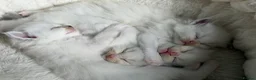 Ragdoll cats for sale: GCCF Registered Ragdoll kittens- 2 neutered boys - Advert 1