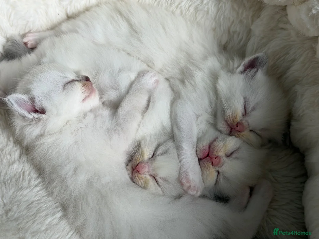 Ragdoll cats for sale: GCCF Registered Ragdoll kittens- 2 neutered boys - Advert 1