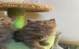 British Longhair cats for sale: Purebred Chocolate British longhair  kittens  - Image 3