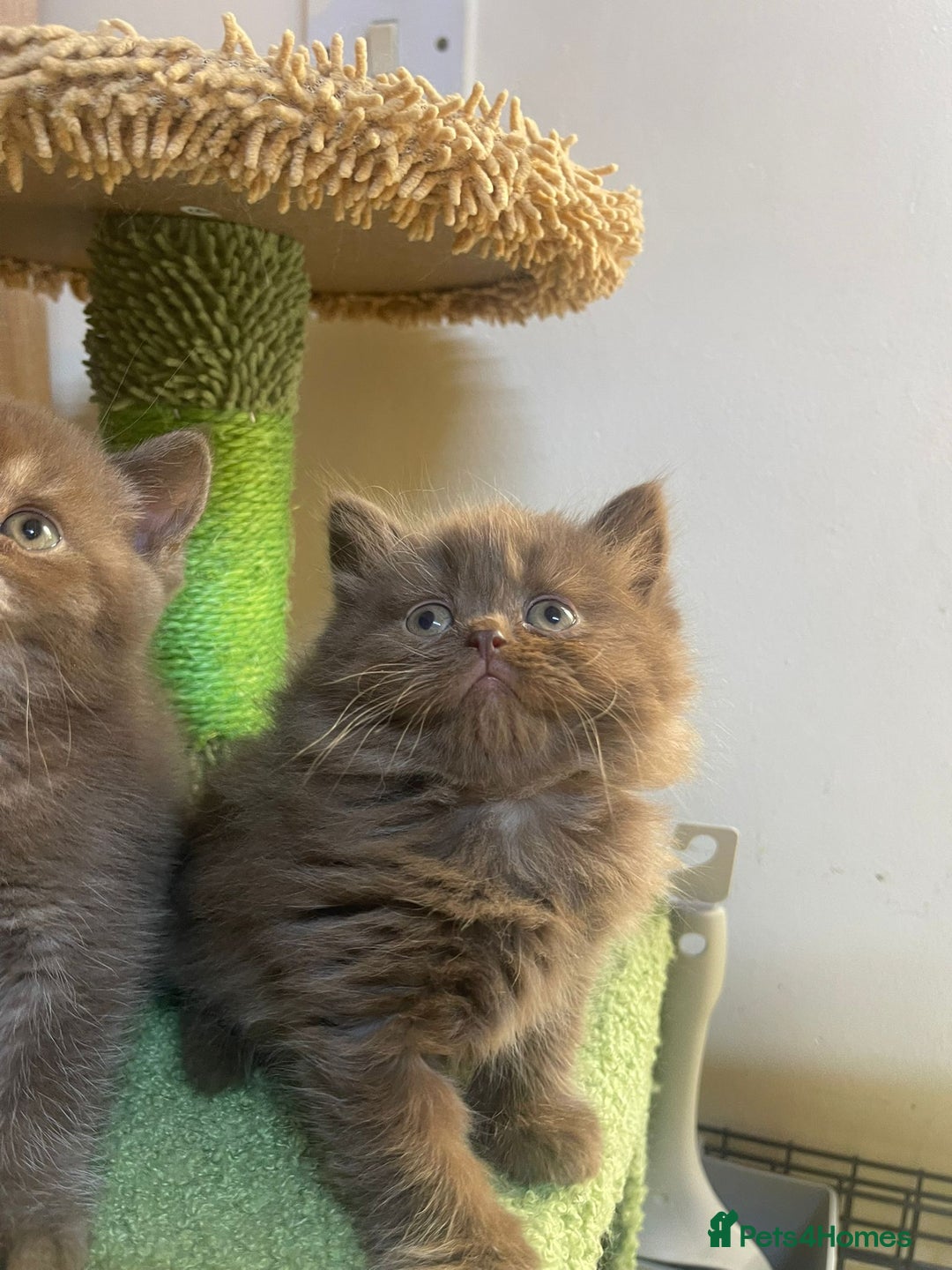 British Longhair cats for sale: Purebred Chocolate British longhair  kittens  - Image 3