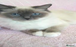 Ragdoll cats for sale: Stunning Ragdoll Kittens - Vax and chipped  - Image 4