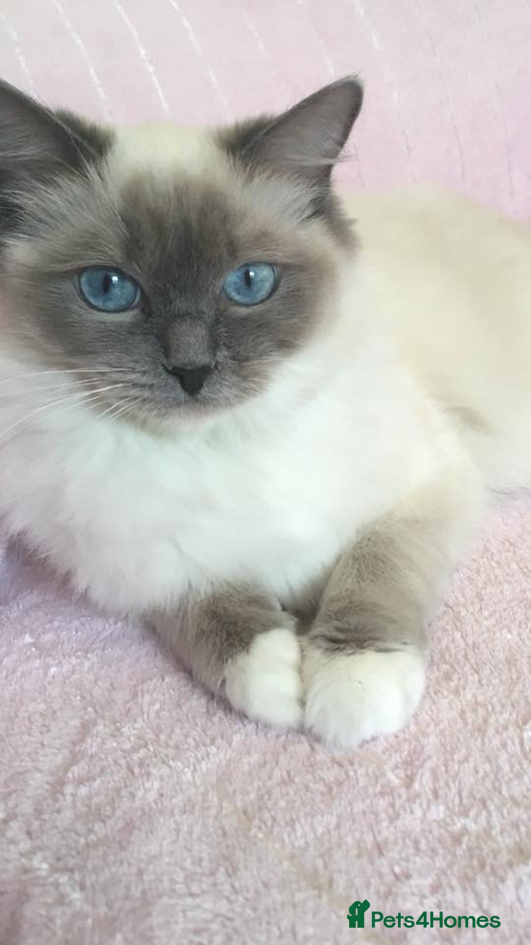 Ragdoll cats for sale: Stunning Ragdoll Kittens - Vax and chipped  - Image 4