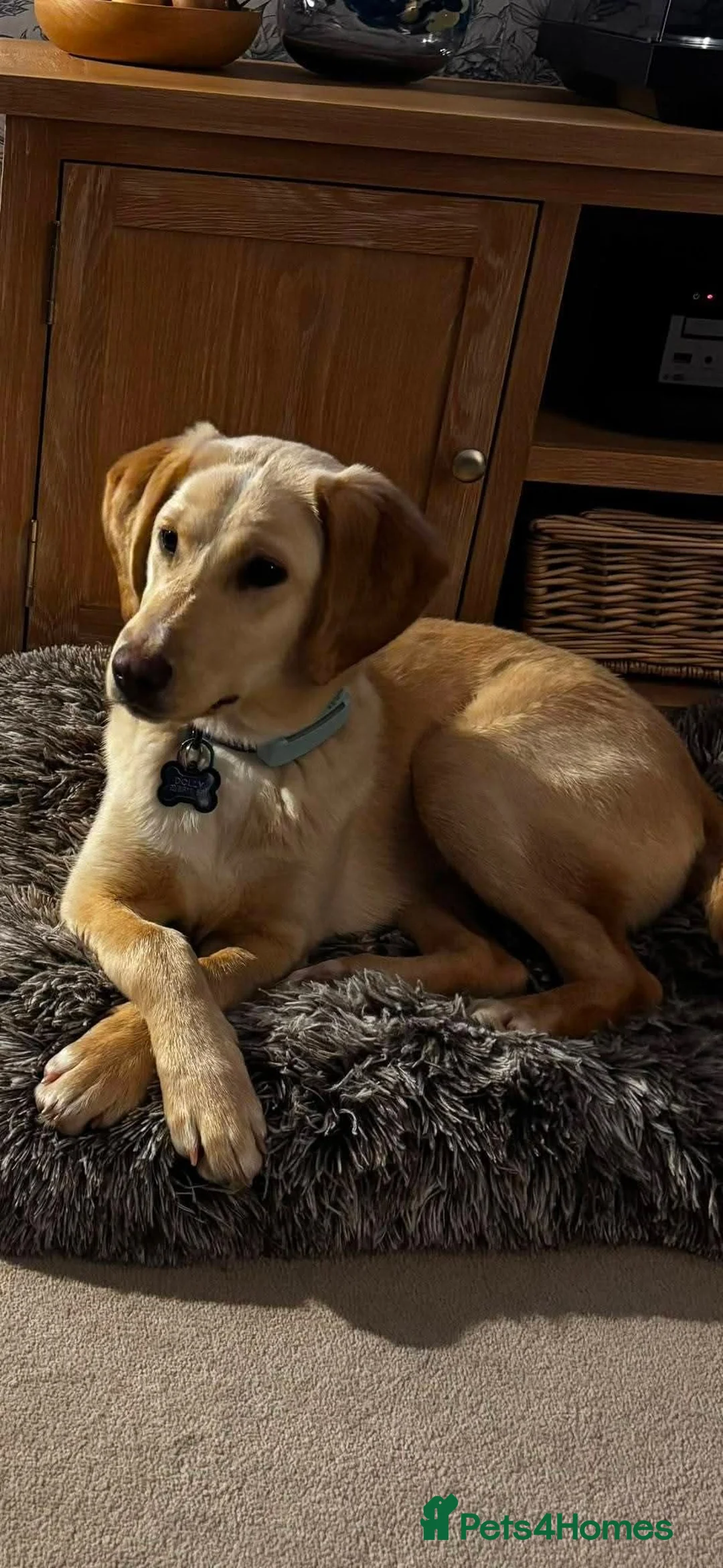 Mixed Breed dogs for adoption: Meet Dolly, currently residing in Worcestershire  in Evesham - Advert 2