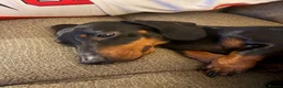 Miniature Dachshund dogs for sale: 2 girls need a forever home in Swanage - Advert 7