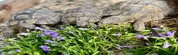 Tortoise reptiles for sale: X3 spur thigh tortoises - Advert 1