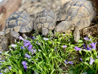 Tortoise reptiles X3 spur thigh tortoises - Advert 4