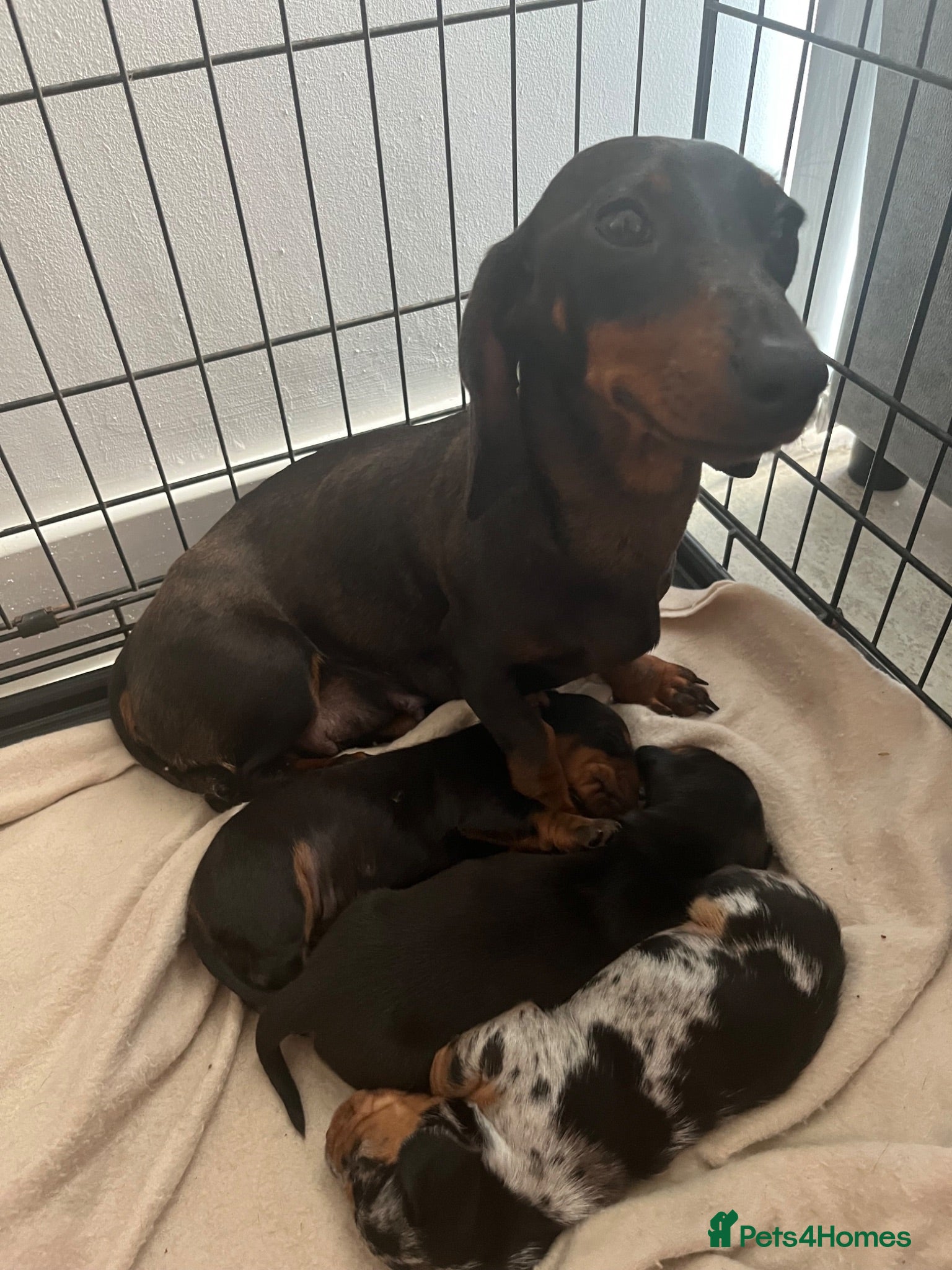 Miniature Dachshund dogs Mini dachshund boy - Advert 16
