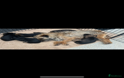 Border Terrier dogs for sale: Border Terrier puppies - Image 14