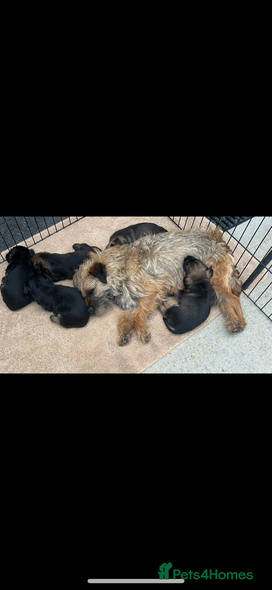 Border Terrier dogs for sale: Border Terrier puppies - Image 14