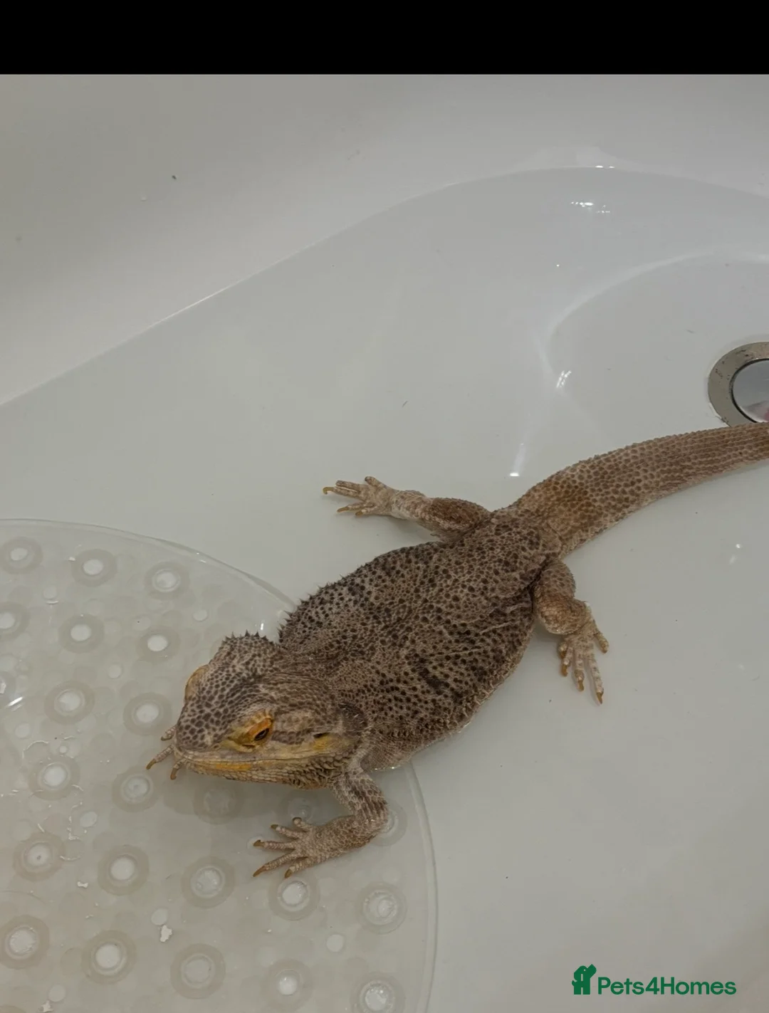 Bearded Dragon reptiles for sale: Male bearded dragon - Advert 4