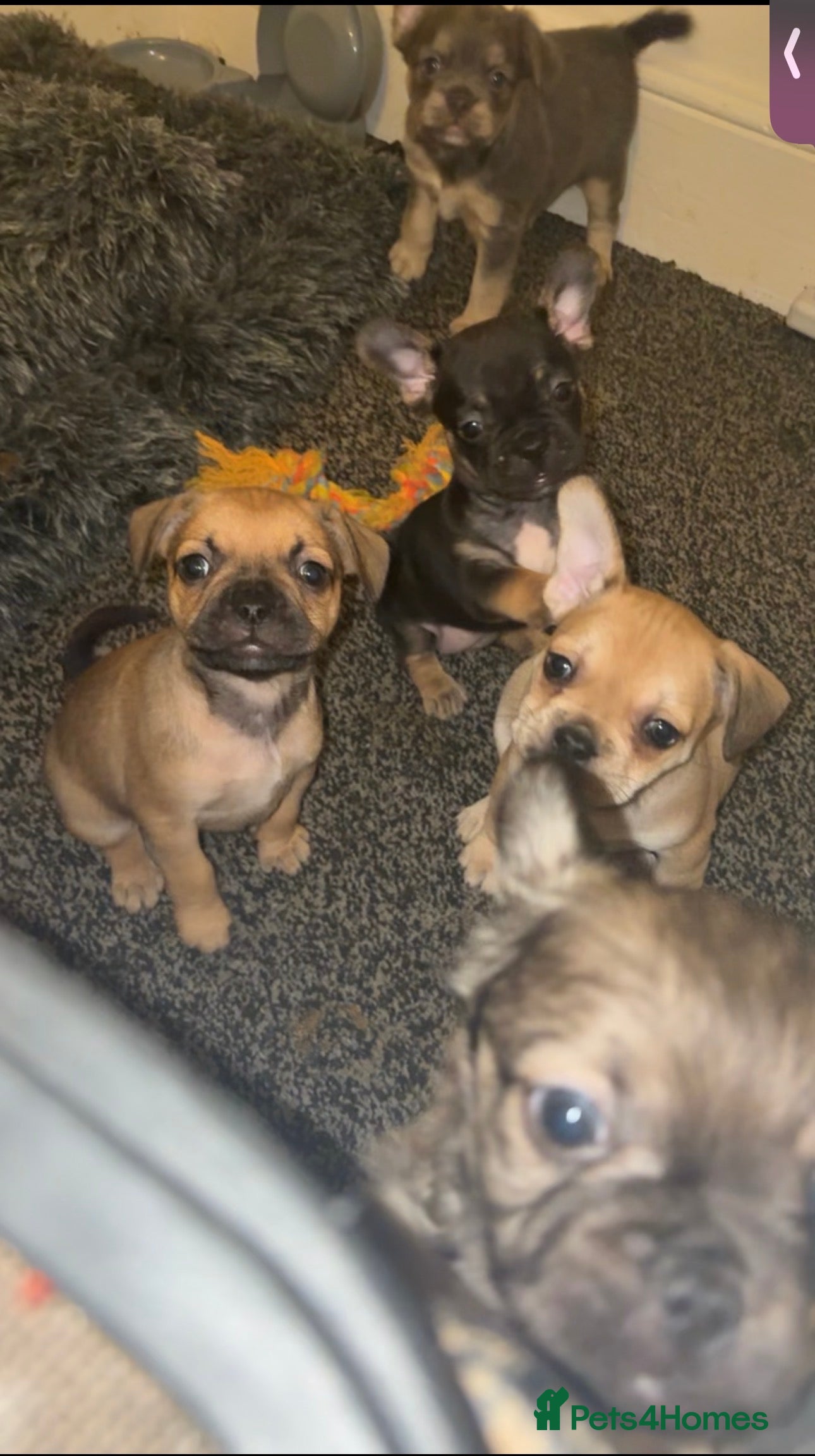 French Bulldog dogs French bulldog cross puppies  - Advert 17