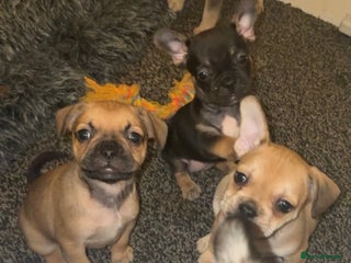 French Bulldog dogs French bulldog cross puppies - Advert 17