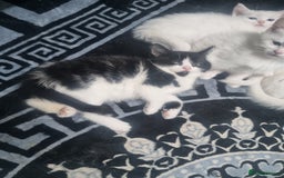 Mixed Breed cats for sale: Beautiful Littter of 4 kittens - Image 11