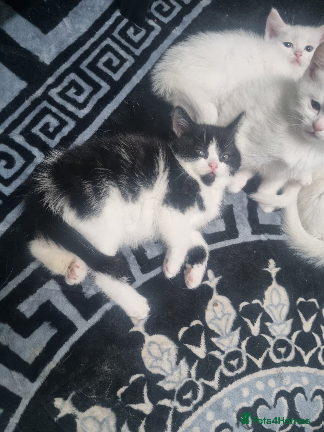 Mixed Breed cats for sale: Beautiful Littter of 4 kittens - Image 11