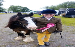 Other Breed horses for sale: Ruben - Image 4