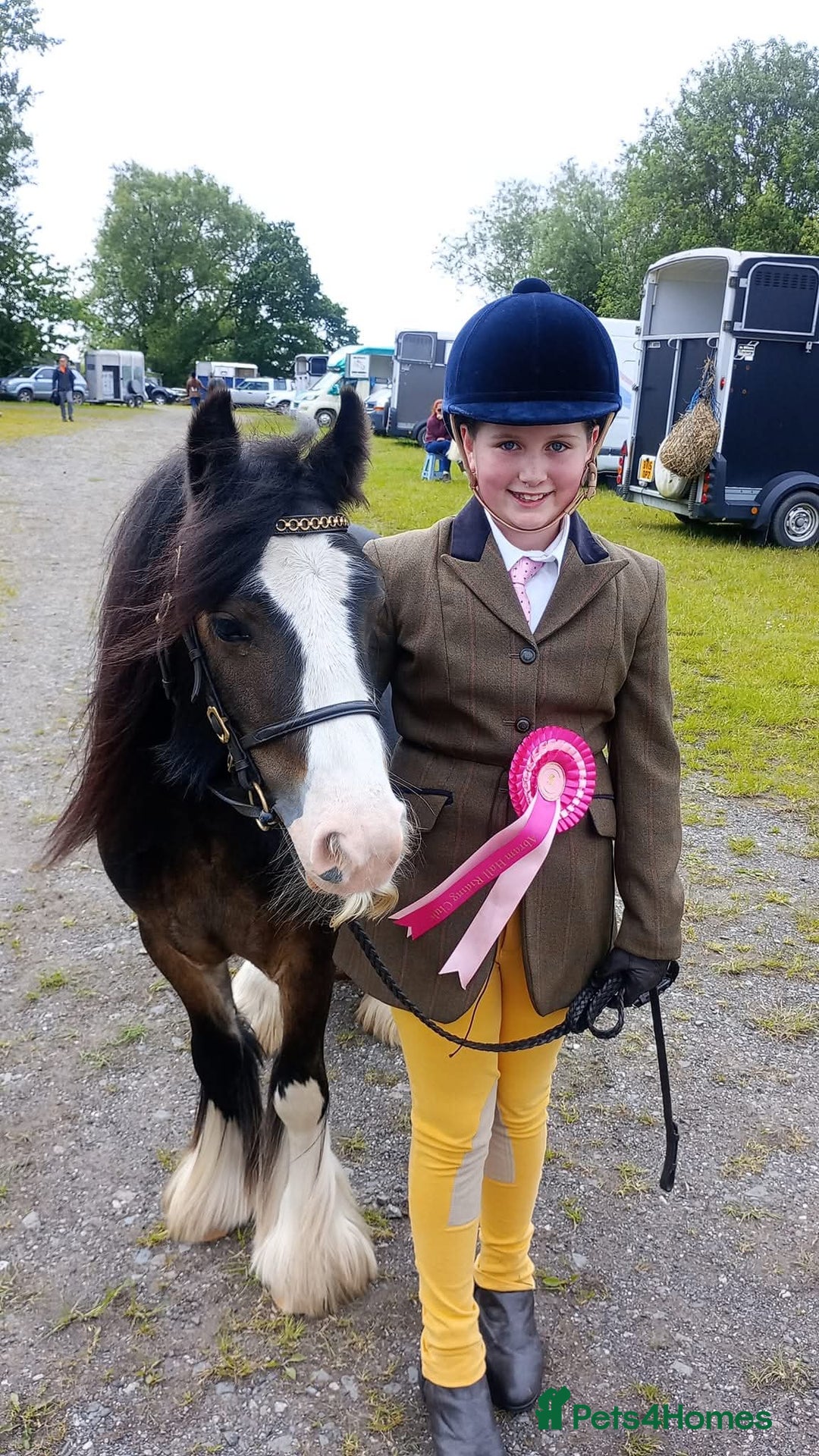 Other Breed horses for sale: Ruben - Image 4