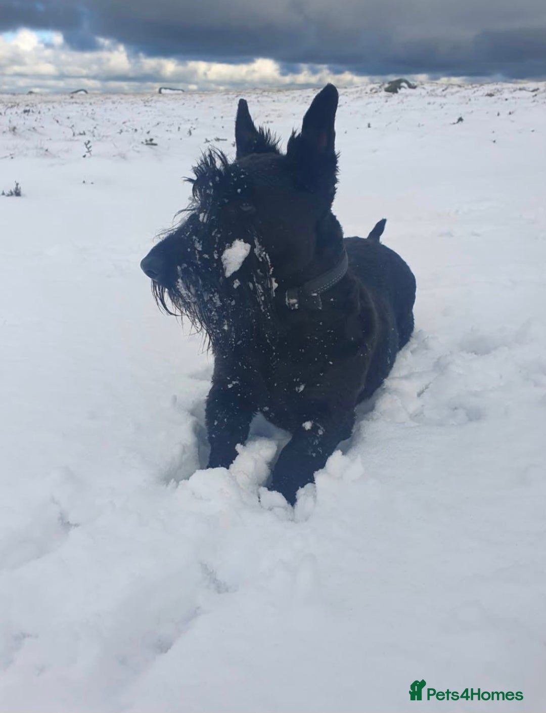 Scottish Terrier dogs for sale: KC Scottish terrier puppies  - Advert 2