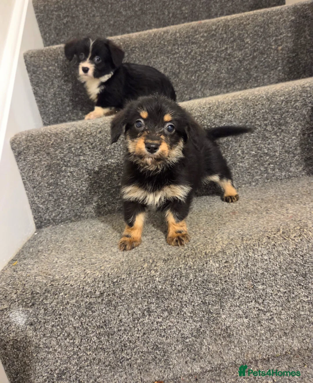 Mixed Breed dogs for sale: Superb CorgiPoo Puppies  - Advert 8